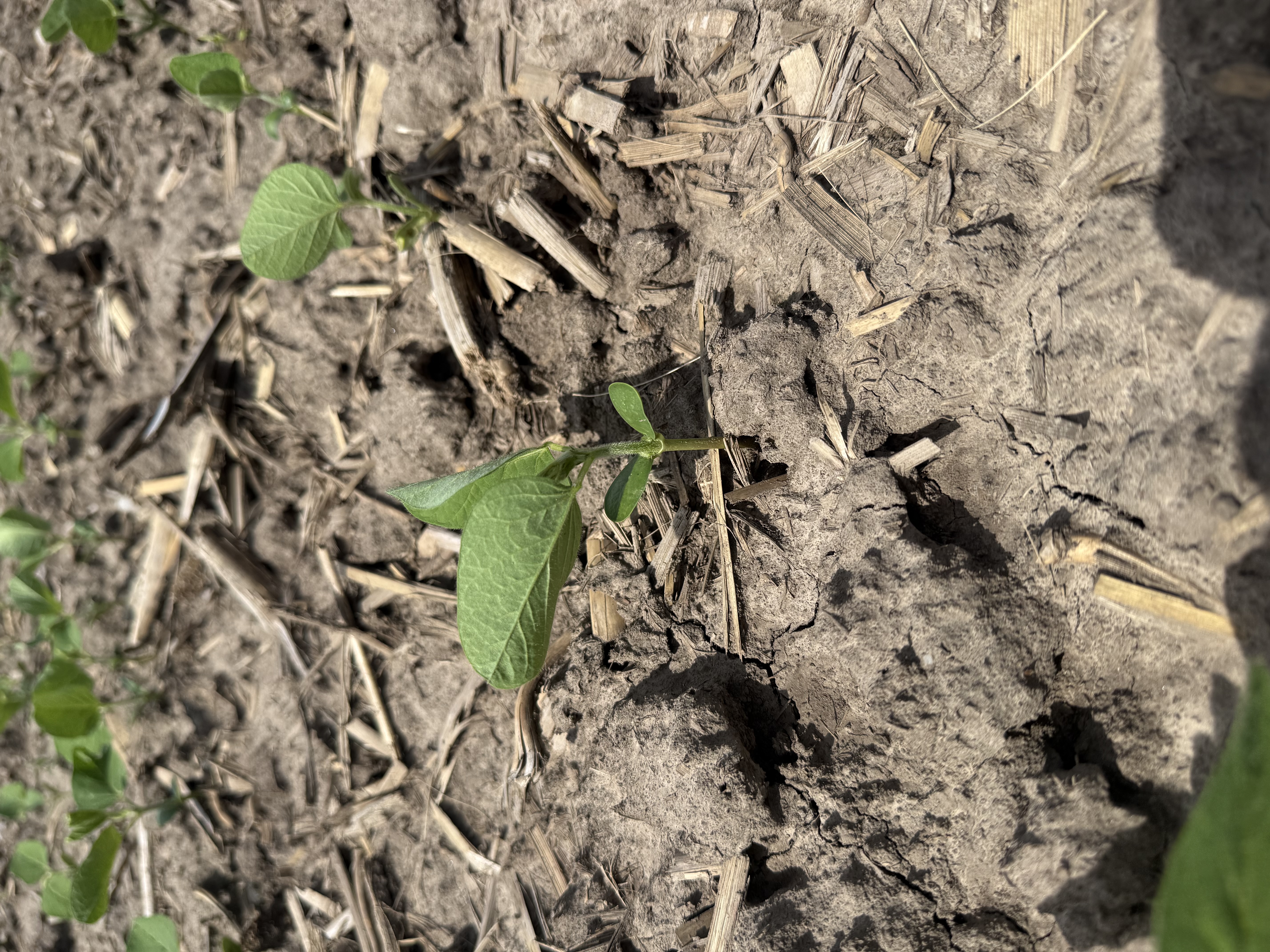 Fungicide Planning Enters Focus